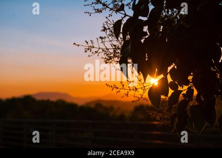 Closeup shot of silhouettes of tree leaves on background of amazing evening sky with bright setting sun Stock Photo