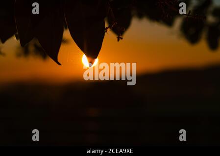 Closeup shot of silhouettes of tree leaves on background of amazing evening sky with bright setting sun Stock Photo