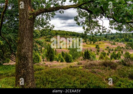 Blooming heath, broom heath and juniper bushes, at the Totengrund area, in the nature reserve Lüneburg Heath, Lower Saxony, Germany, Stock Photo
