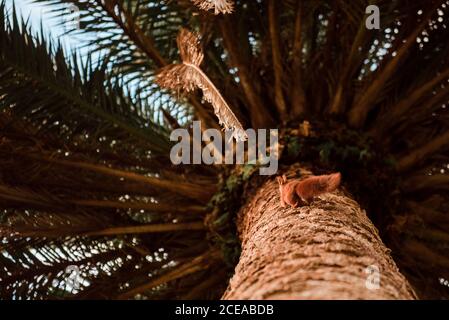 Funny squirrel on tree in park Stock Photo