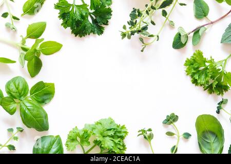 Fresh herbs on white background Stock Photo