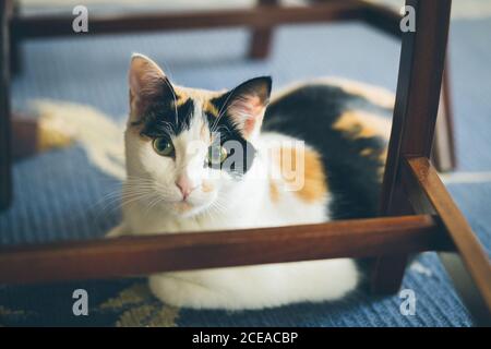 Cute cat lying on blanket Stock Photo