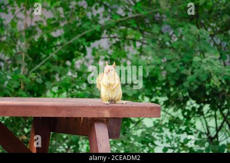 Squirrel sitting on a picnic table staring and begging for food. Karagol Izmir Turkey Stock Photo