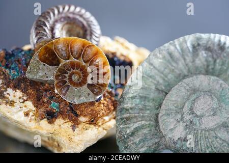 Closeup shot of old ammonite fossils Stock Photo