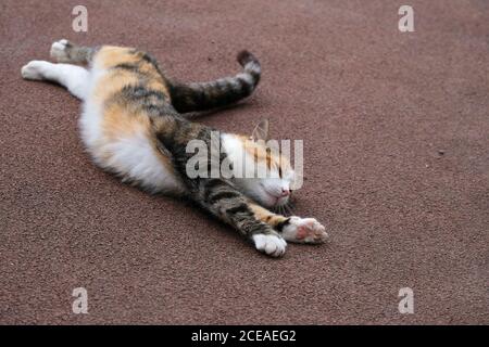 An adorable feline is stretching its body when lying down on ground Stock Photo