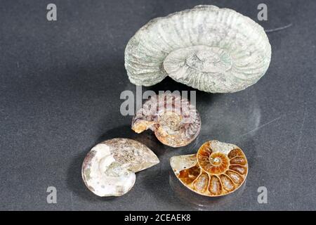 Closeup shot of old ammonite fossils Stock Photo