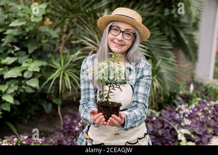 Senior female gardener working in greenhouse. Portrait of smiling elderly gray haired woman in straw hat and checkered shirt, showing to camera green Stock Photo