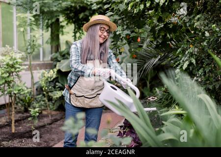 Portrait of happy senior gray haired woman gardener, wearing casual clothes, apron and straw hat, enjoying the work in greenhouse, watering plants