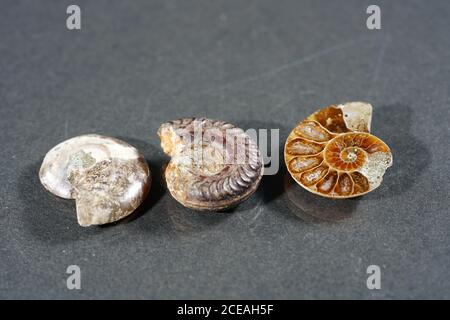 Closeup shot of ammonite fossils on a grey table Stock Photo