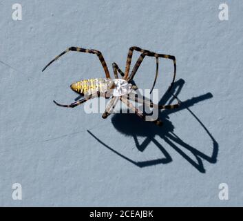 Banded Garden Spider, Argiope trifasciata, or Banded Orb Weaving Spider, female, dorsal view, with scary shadow. Stock Photo