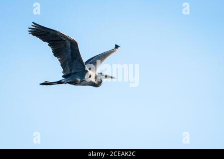 Great blue heron flying over water Stock Photo