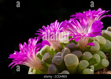 Frithia Pulchra. Succulent  flowering. Stock Photo