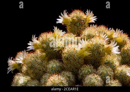 Flowering cactus, Mammillaria Elongata. Cactus flowers.