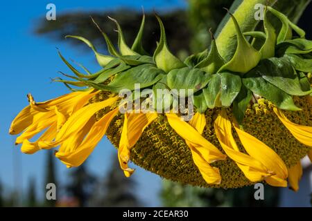 Details of a large sunflower illuminated by the light of a summer morning in Andalusia Stock Photo