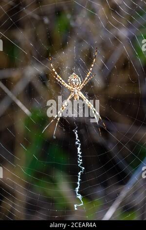 Details of a tiger spider (Argiope lobata) on its web Stock Photo