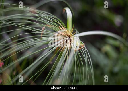 Cyperus Papyrus Papyrus Papyrus Sedge Paper Reed Indian Matting Plant Nile Grass at Royal Botanic Gardens at Kew, Richmond, London Stock Photo