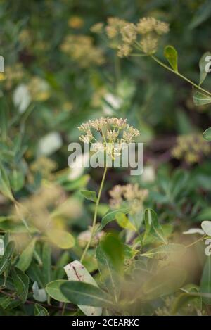 Bupleurum Fruticosum Shrub Yellow Flowers Shrubby Hare's-Ear Bush Detail at Royal Botanical Gardens at Kew, Richmond, London Stock Photo