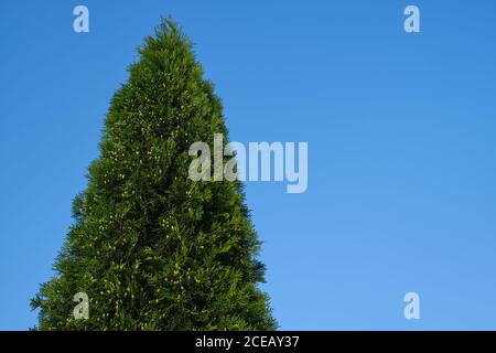 High Juniper tree on blue sky background. Stock Photo