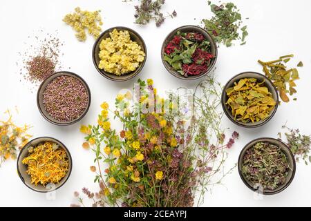 Bunch of medicinal plants and bowls of dry medicinal herbs on white background. Top view, flat lay. Alternative medicine. Stock Photo