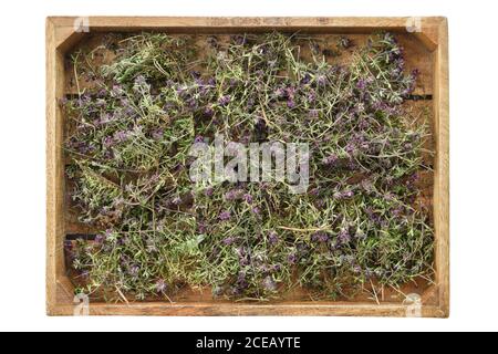Dry healthy thyme plants. Wooden crate filled with thymus serpyllum flowers, isolated on white. Alternative medicine. Stock Photo