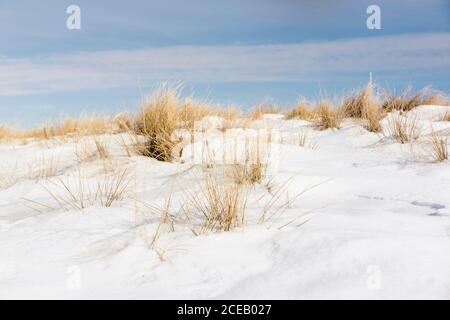 Dry straws sticking out from under the sparkling snow and the blue sky is in the background. Stock Photo