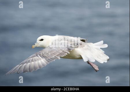 Fulmar, Fulmarus glacialis, in flight, Handa Island, Scotland Stock Photo