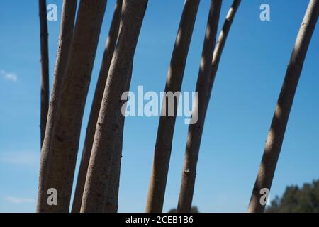 Thin tree trunks without branches growing in forest on background of blue clear sky Stock Photo