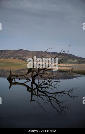 Dead leafless tree in middle of lake Stock Photo