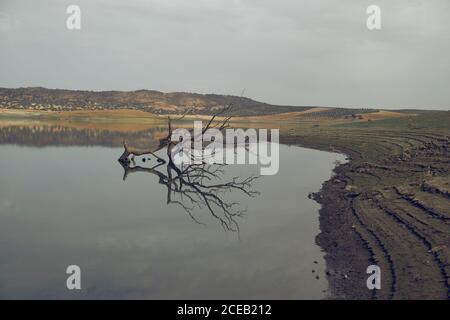 Dead leafless tree in middle of lake Stock Photo