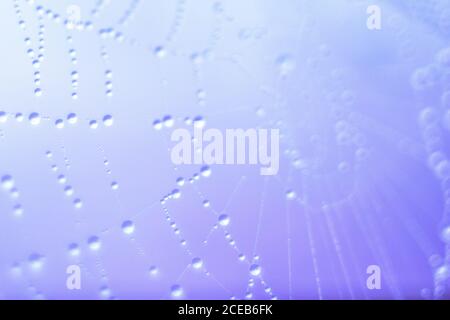 Closeup small water drops on spider web on purple background Stock Photo
