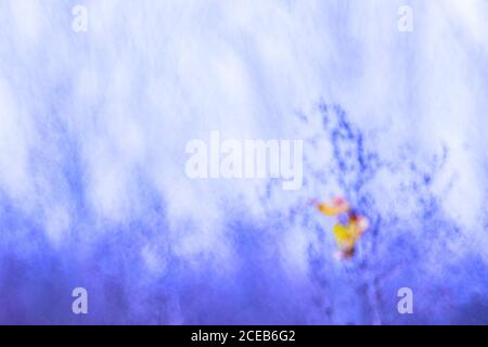 Abstract defocused plant with orange leaves in purple glow Stock Photo
