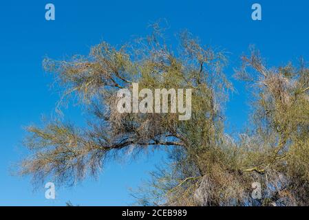 Branch of a Blue Palo Verde tree, Parkinsonia florida in Southern California Stock Photo