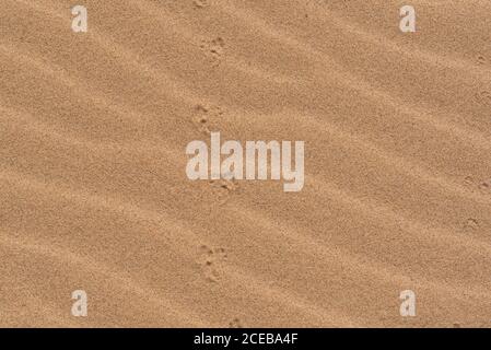 The desert floor reflects a history of seasonal rains and wind moving the sand about, creating beautiful abstract patterns . In this frame, the sand r Stock Photo