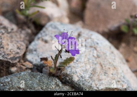 Femont Phacelia (P. fremontii) flower in the desert of Southern California, among rocks, ilustrating the concept of resilience Stock Photo