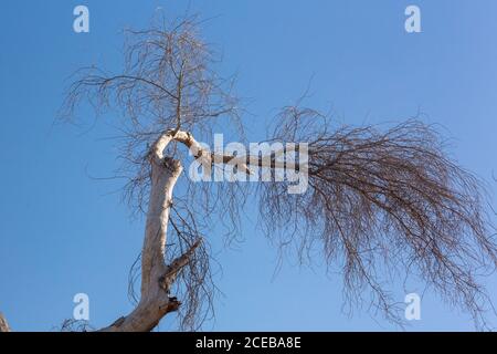 Branch of a Blue Palo Verde tree, Parkinsonia florida in Southern California, dry Stock Photo