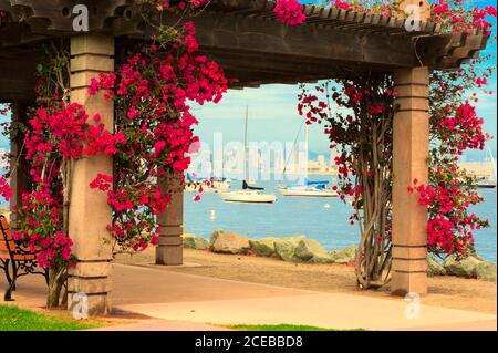 San Diego destination skyline. Looking thru bougainvillea arbor to sailboats on water with city buildings in the background. Stock Photo
