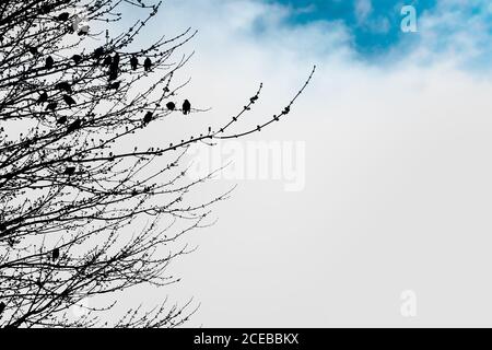 Silhouetted winter tree and birds against white clouds and blue sky Stock Photo