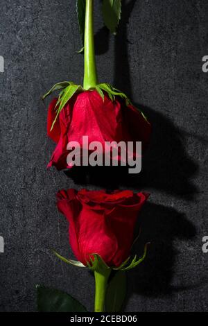 From above shot of two amazing red roses with delicate petals lying near each other on marble tabletop Stock Photo