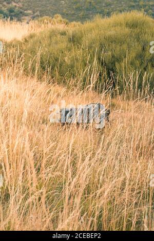 Cute dog running through dry grass towards camera on wonderful field near hill slope in Spain Stock Photo
