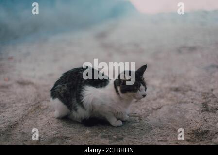 Homeless black and white fur cat sitting on road in Chefchaouen, Morocco Stock Photo
