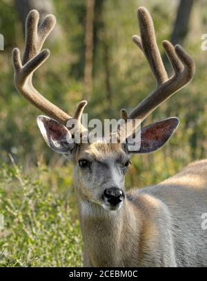 A mature male mule deer buck growing large velvet covered antlers. Stock Photo