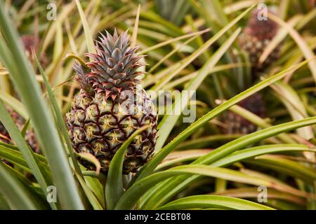 Tropical green bushy tree with ripening pineapples on plantation of El Hierro island Stock Photo