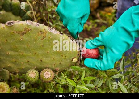 gloves for prickly pear