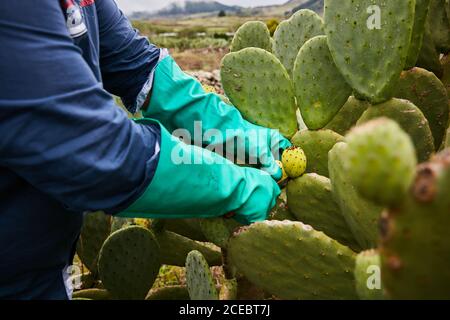 gloves for prickly pear