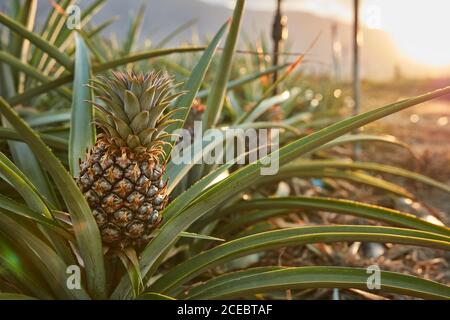 Tropical green bushy tree with ripening pineapples on plantation of El Hierro island Stock Photo