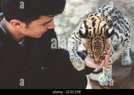 man feeding leopard in zoo Stock Photo