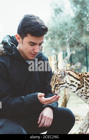 Young man feeding leopard cat from hand in the zoo. Stock Photo