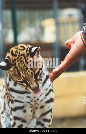 Hand stroking leopard in the zoo Stock Photo