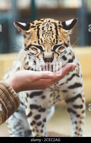Hand stroking leopard in the zoo Stock Photo