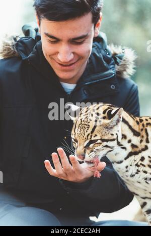 man feeding leopard in zoo Stock Photo